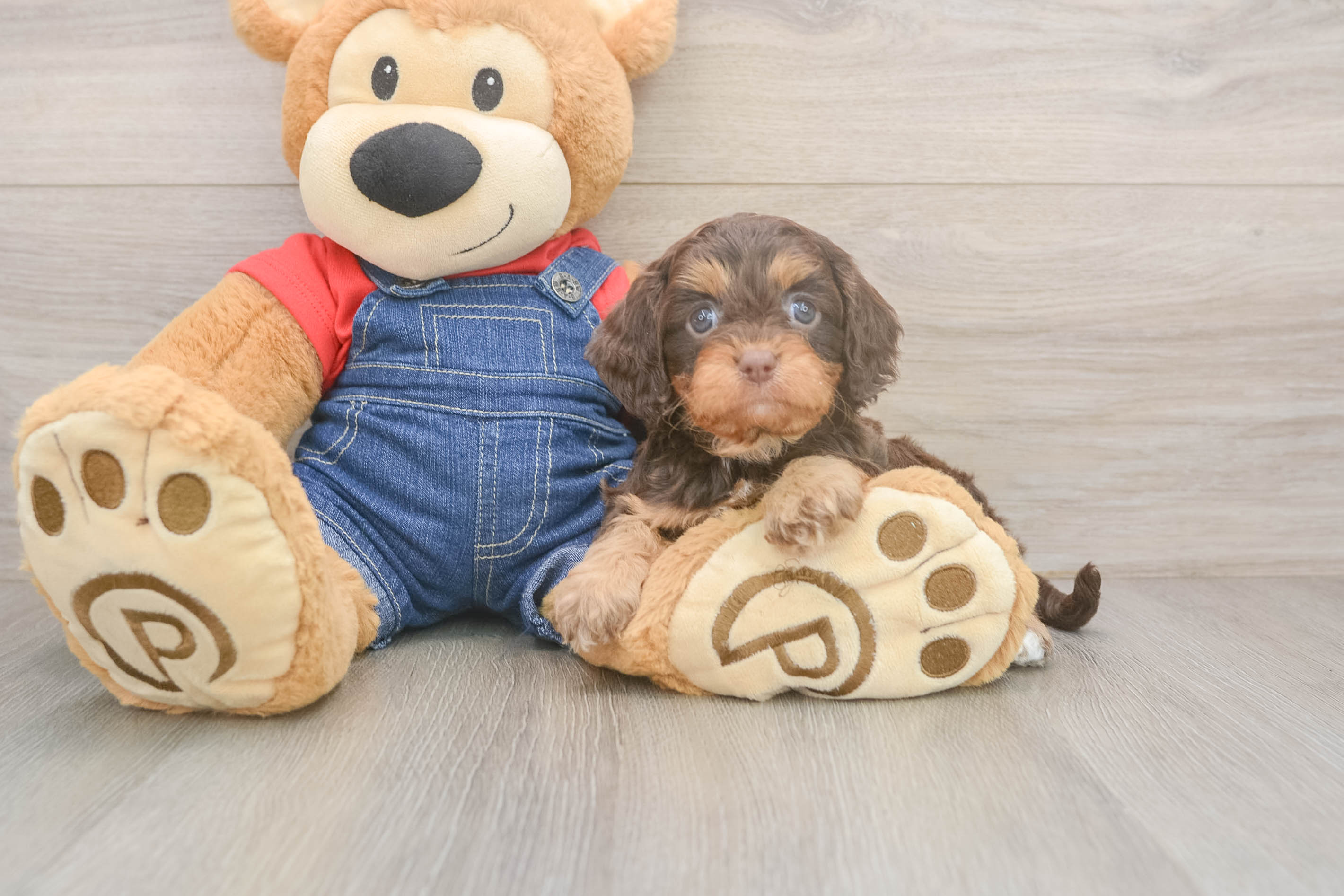 Cavapoo Pup Being Cute