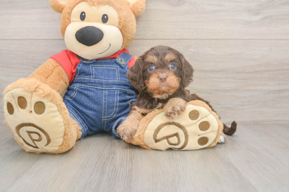 6 week old Cavapoo Puppy For Sale - Puppy Love PR