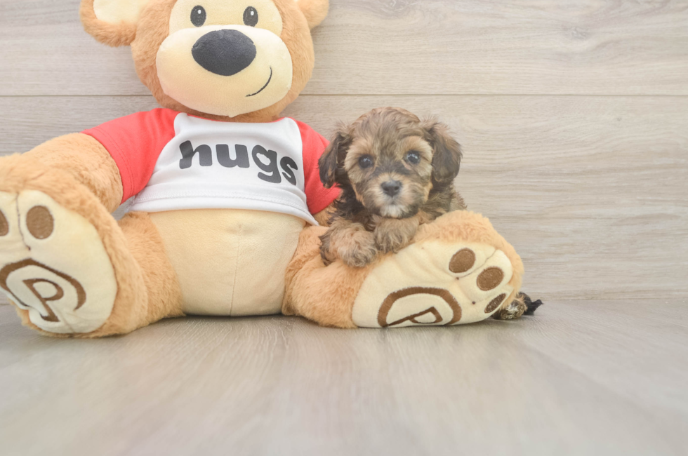 5 week old Cavapoo Puppy For Sale - Puppy Love PR