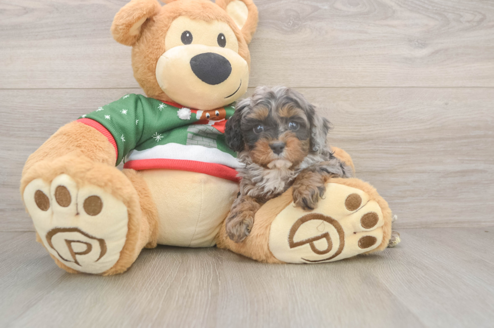 5 week old Cavapoo Puppy For Sale - Puppy Love PR