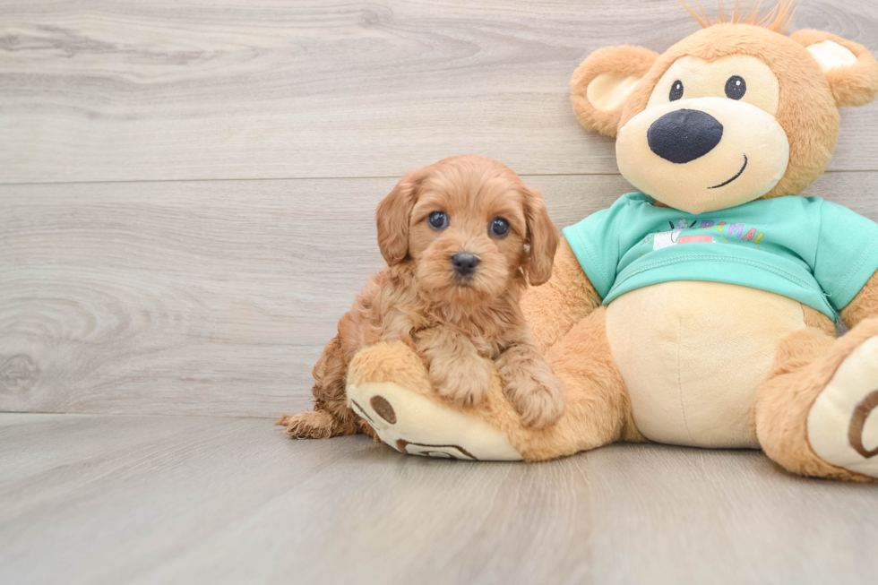Cavapoo Puppy for Adoption