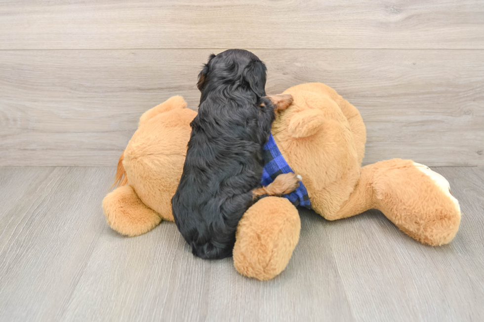 Playful Cavapoodle Poodle Mix Puppy