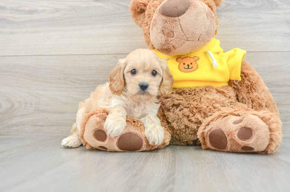 7 week old Cavapoo Puppy For Sale - Puppy Love PR