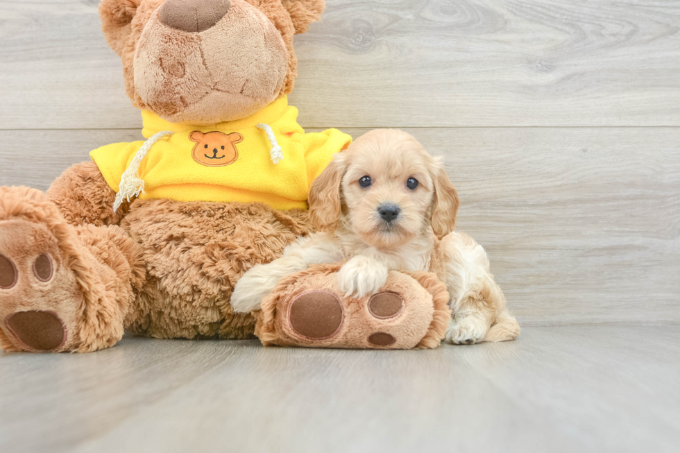 Best Cavapoo Baby