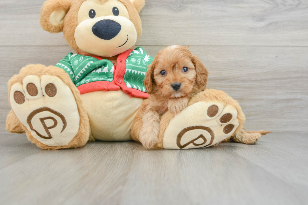 Cavapoo Pup Being Cute