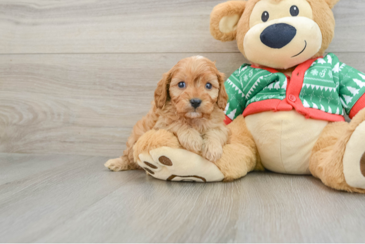 Meet Buttercup - our Cavapoo Puppy Photo 1/3 - Puppy Love PR Fluffy Cavapoo Poodle Mix Pup