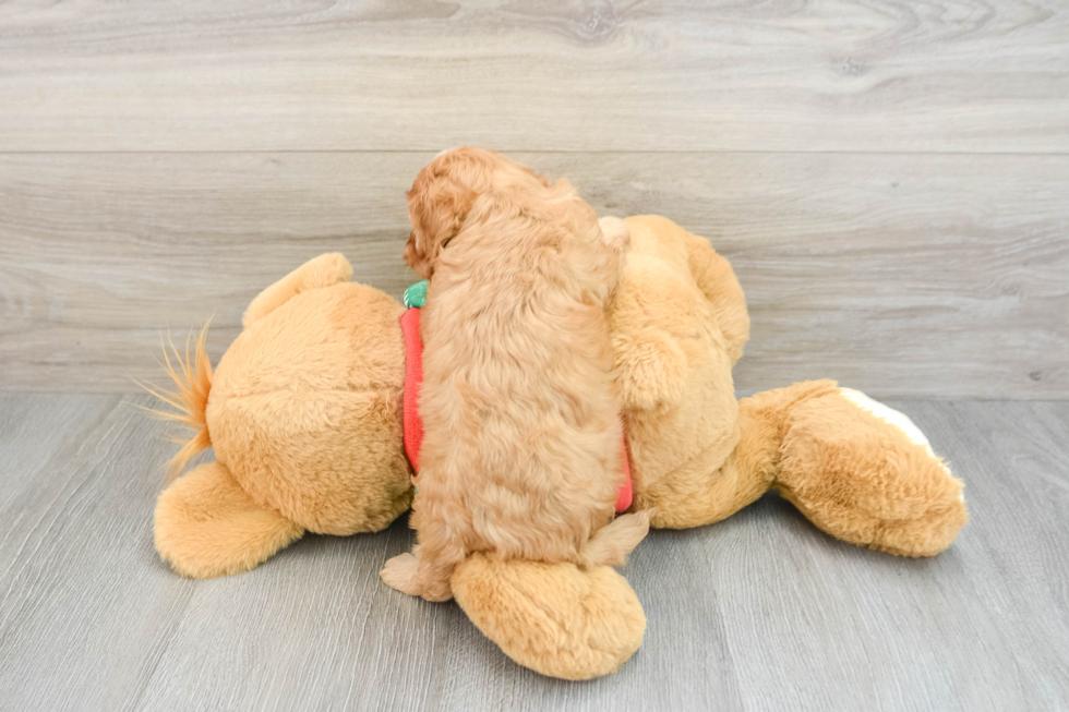 Cavapoo Pup Being Cute