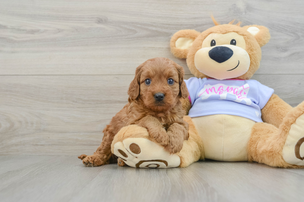 6 week old Cavapoo Puppy For Sale - Puppy Love PR