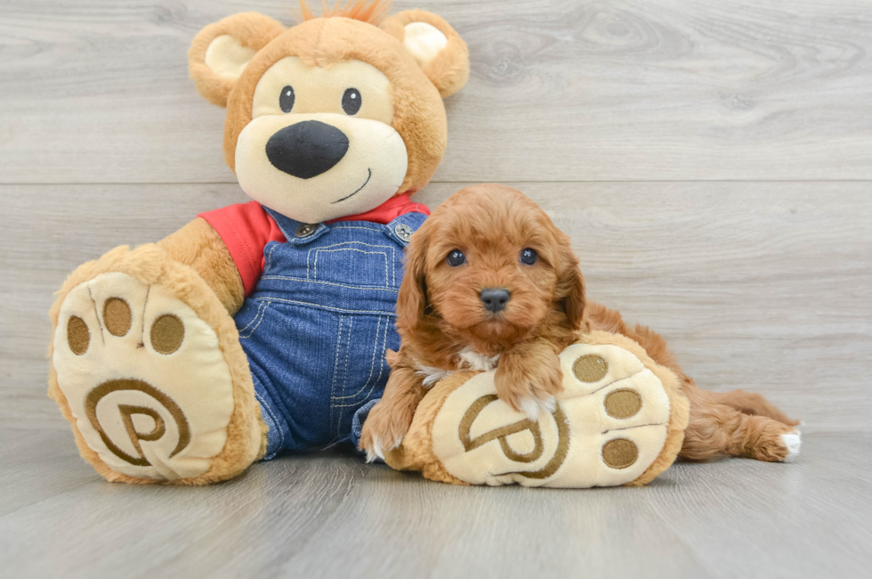 6 week old Cavapoo Puppy For Sale - Puppy Love PR