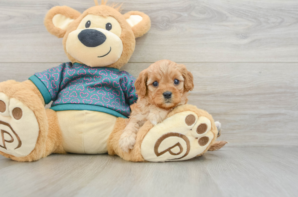 6 week old Cavapoo Puppy For Sale - Puppy Love PR