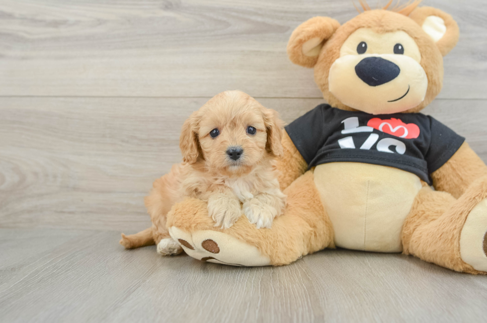 7 week old Cavapoo Puppy For Sale - Puppy Love PR