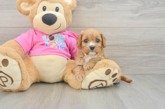Hypoallergenic Cavadoodle Poodle Mix Puppy