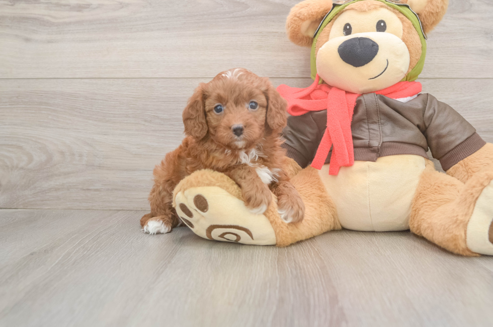 6 week old Cavapoo Puppy For Sale - Puppy Love PR