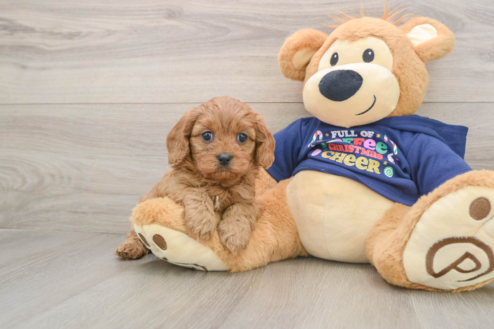 Fluffy Cavapoo Poodle Mix Pup