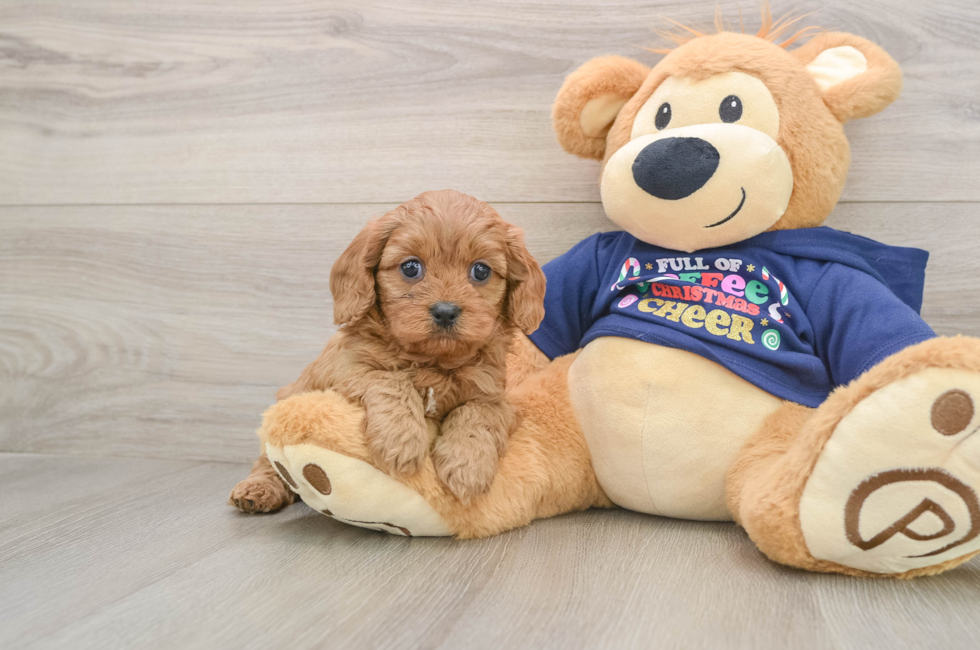 5 week old Cavapoo Puppy For Sale - Puppy Love PR