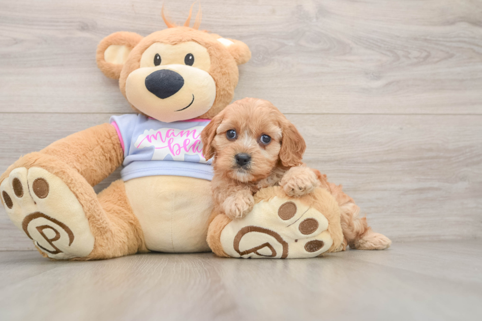 Best Cavapoo Baby