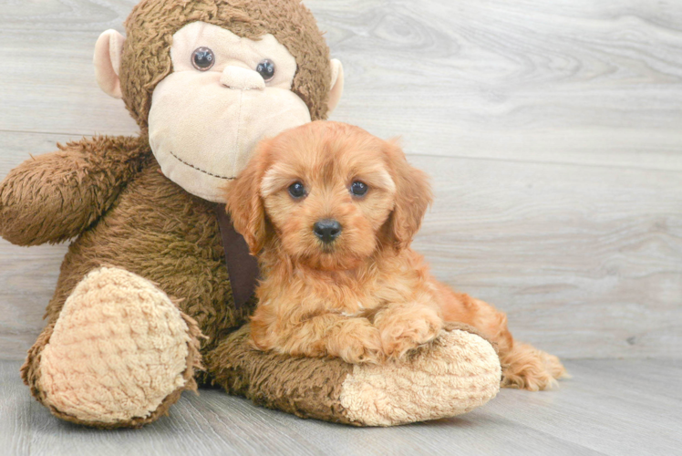 Cute Cavapoo Poodle Mix Pup