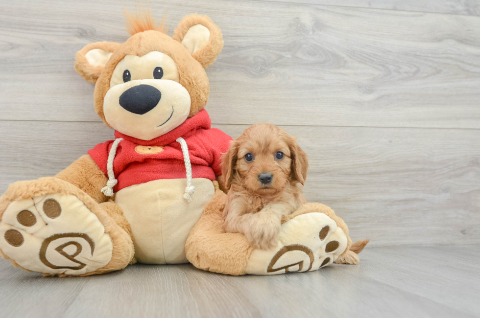 5 week old Cavapoo Puppy For Sale - Puppy Love PR