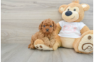 Cavapoo Puppy for Adoption