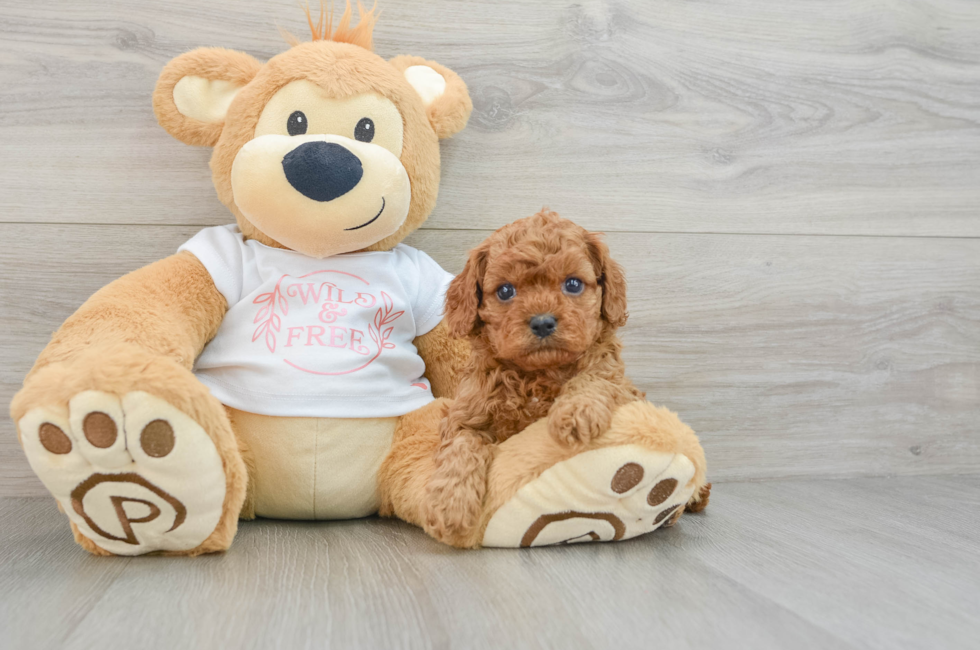 5 week old Cavapoo Puppy For Sale - Puppy Love PR