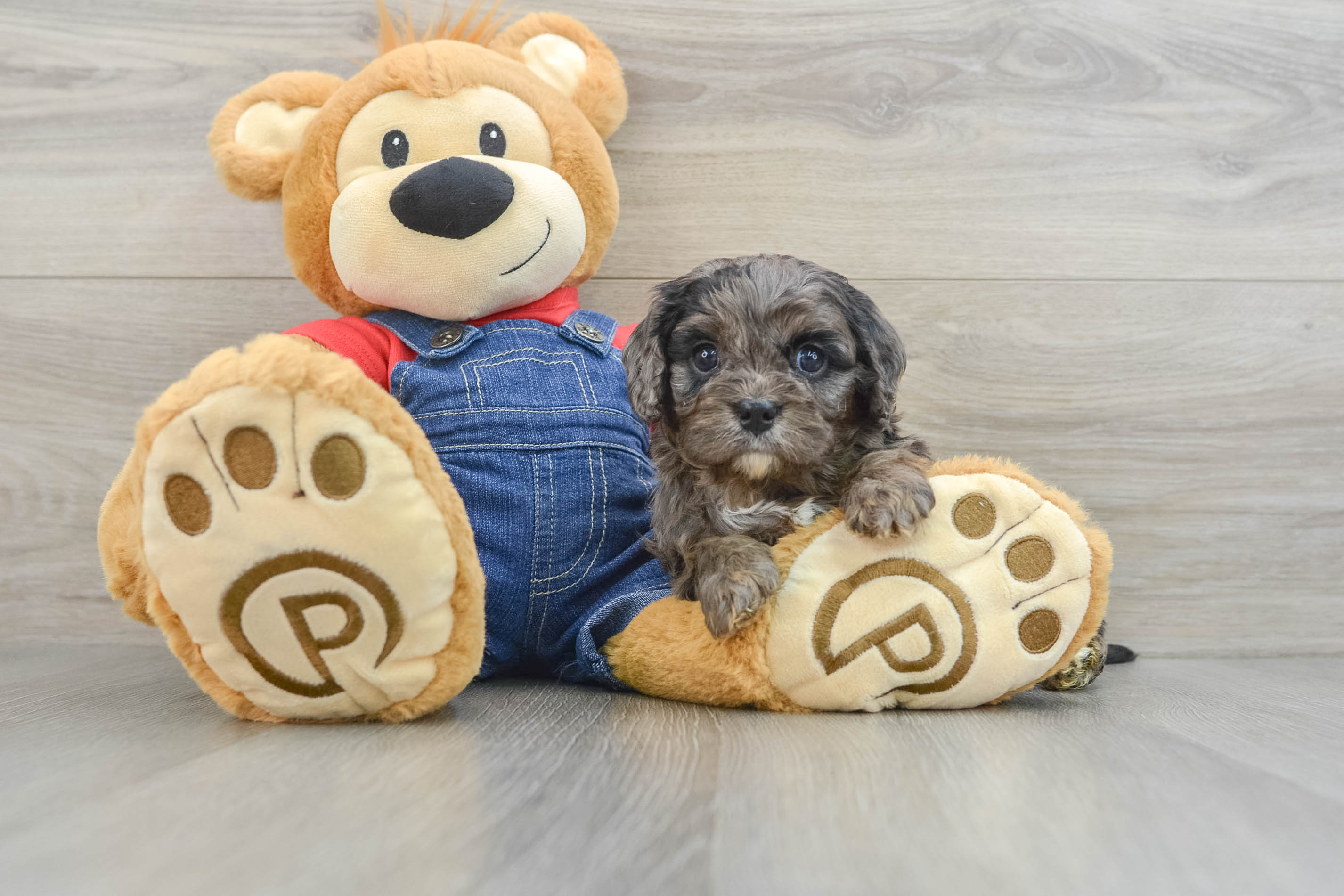 Best Cavapoo Baby