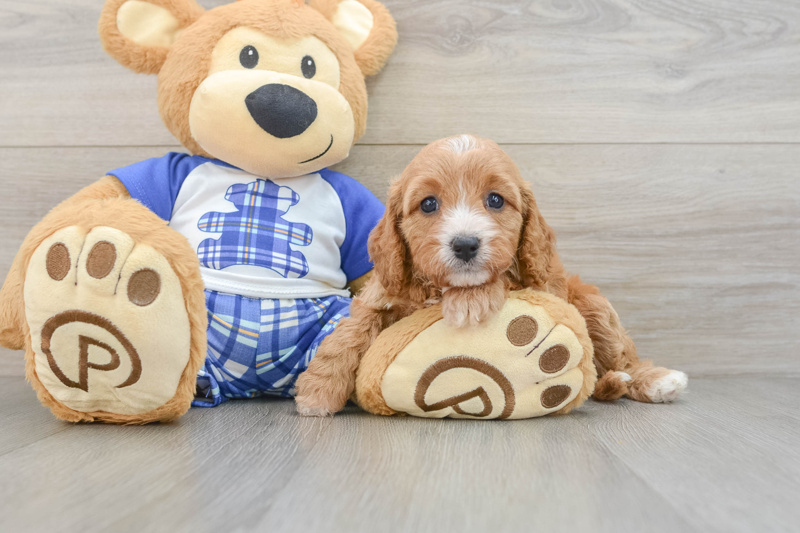 Little Cavipoo Poodle Mix Puppy