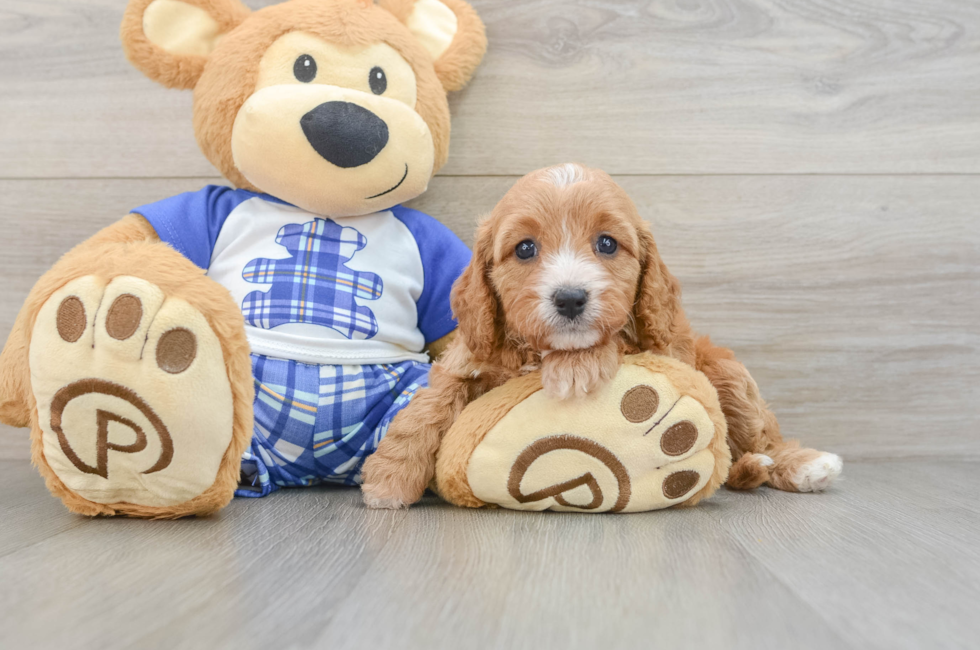 5 week old Cavapoo Puppy For Sale - Puppy Love PR