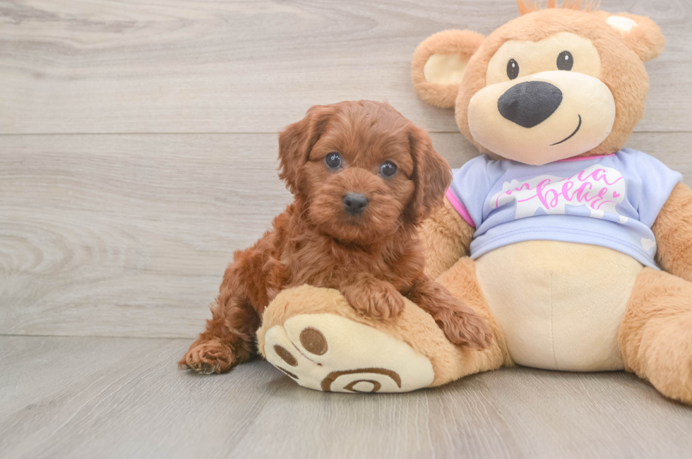 6 week old Cavapoo Puppy For Sale - Puppy Love PR