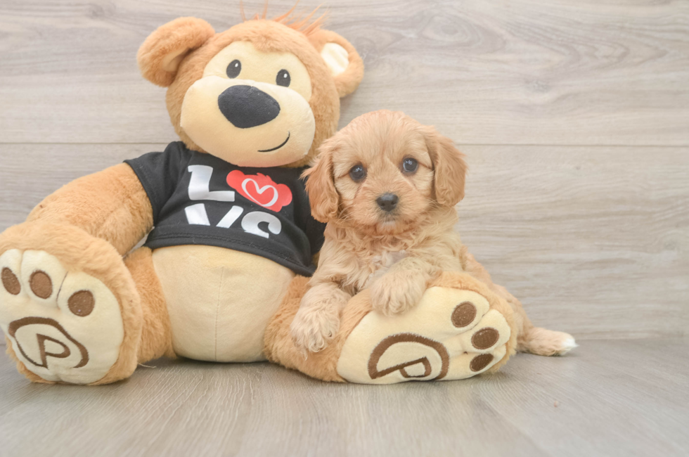 6 week old Cavapoo Puppy For Sale - Puppy Love PR