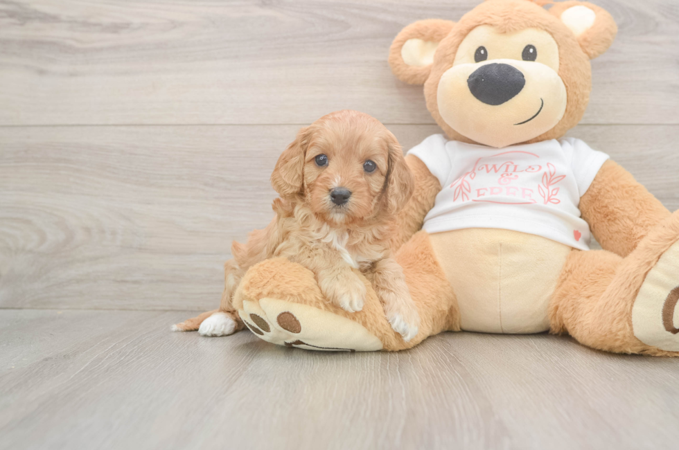 5 week old Cavapoo Puppy For Sale - Puppy Love PR