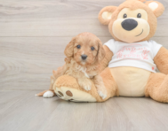 6 week old Cavapoo Puppy For Sale - Puppy Love PR 6 week old Cavapoo Puppy For Sale - Puppy Love PR