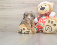 7 week old Cavapoo Puppy For Sale - Puppy Love PR