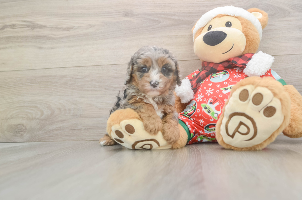 5 week old Cavapoo Puppy For Sale - Puppy Love PR