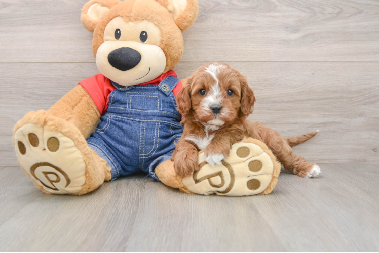 Cavapoo Puppy for Adoption