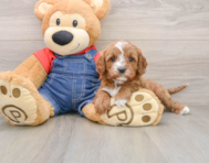 9 week old Cavapoo Puppy For Sale - Puppy Love PR