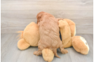 Cavapoo Puppy for Adoption