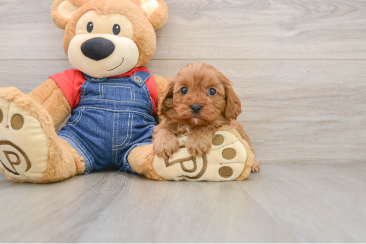 Fluffy Cavapoo Poodle Mix Pup