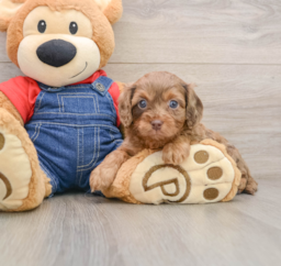 7 week old Cavapoo Puppy For Sale - Puppy Love PR
