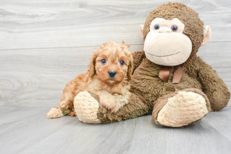 Little Cavoodle Poodle Mix Puppy