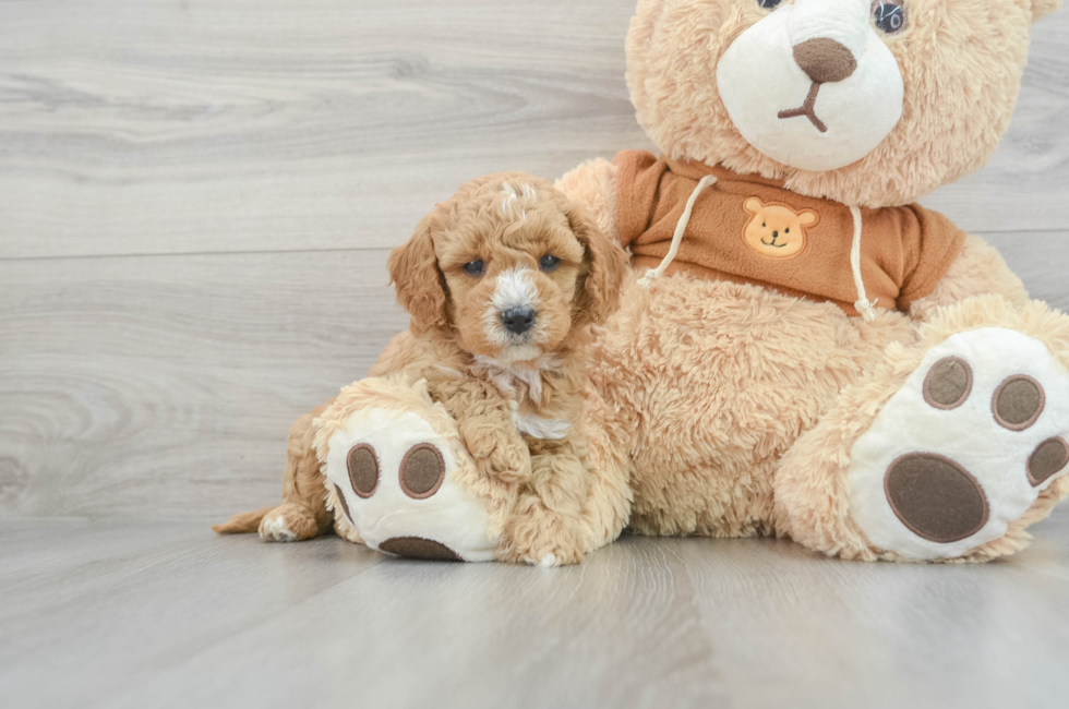 6 week old Cavapoo Puppy For Sale - Puppy Love PR