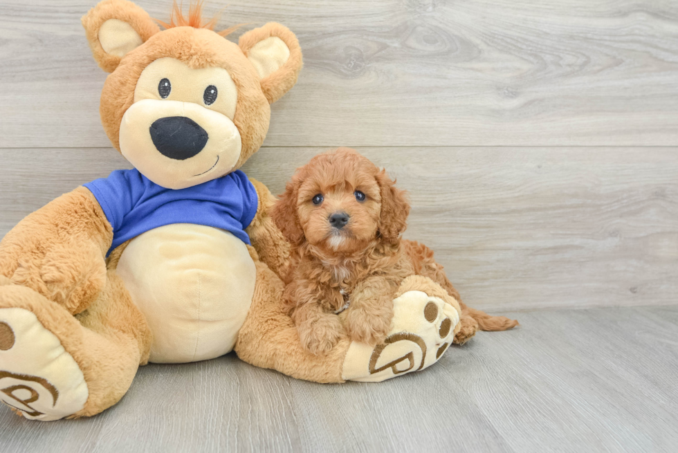 Sweet Cavapoo Baby