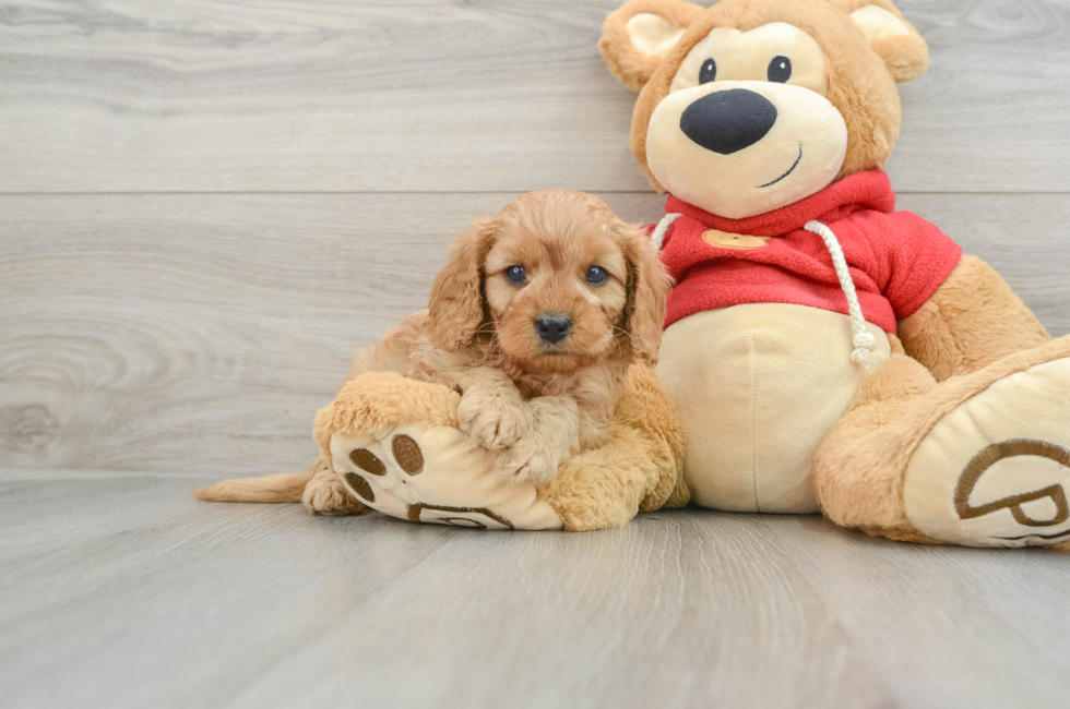 6 week old Cavapoo Puppy For Sale - Puppy Love PR