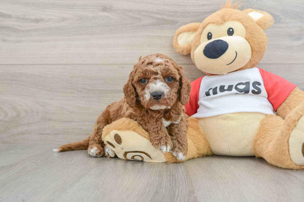 Cavapoo Pup Being Cute