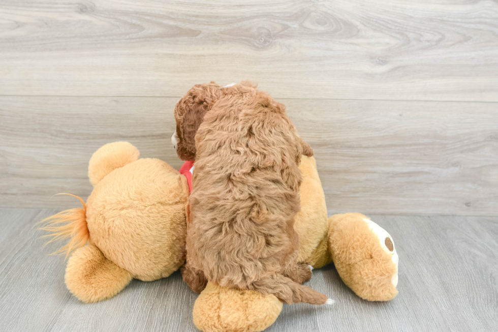 Cavapoo Pup Being Cute