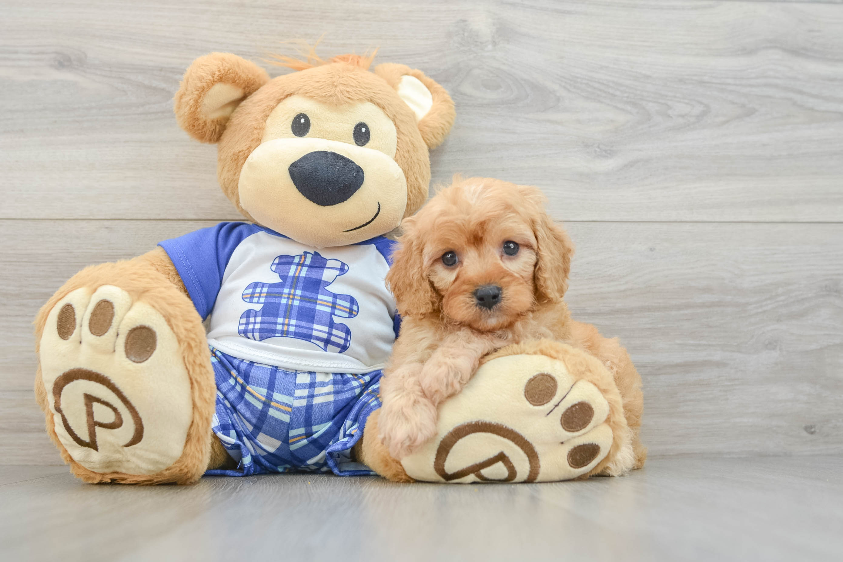 Fluffy Cavapoo Poodle Mix Pup