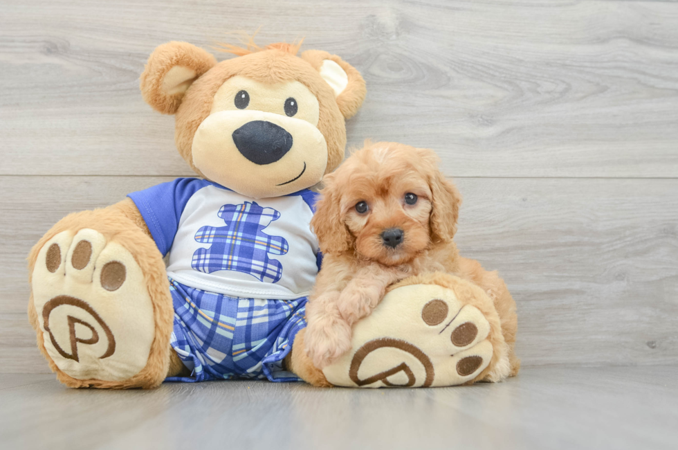 5 week old Cavapoo Puppy For Sale - Puppy Love PR