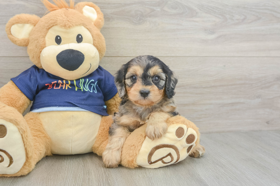 5 week old Cavapoo Puppy For Sale - Puppy Love PR
