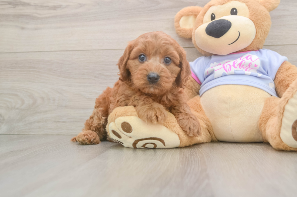 6 week old Cavapoo Puppy For Sale - Puppy Love PR