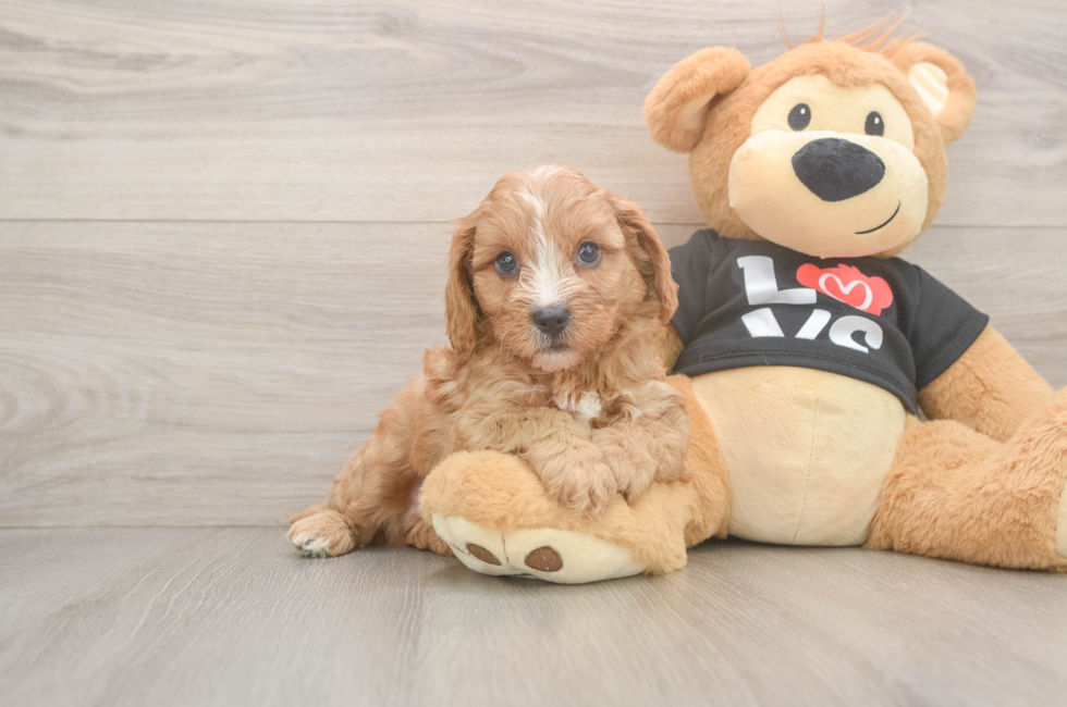 6 week old Cavapoo Puppy For Sale - Puppy Love PR
