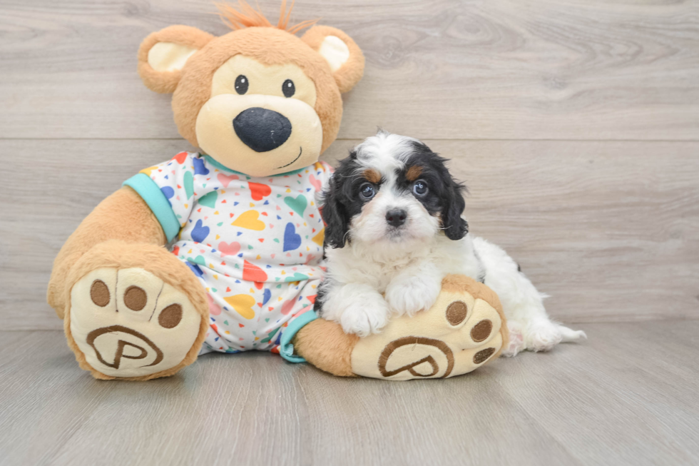Cavapoo Pup Being Cute